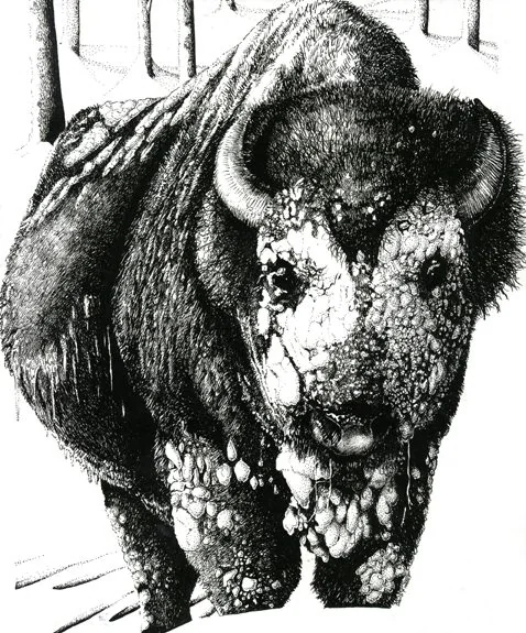 Pen and ink drawing of a bison